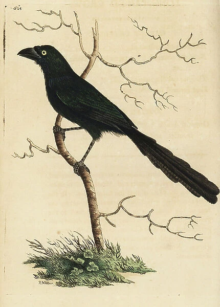Piapiac, Ptilostomus afer (Long tailed crow, Corvus caudatus). Illustration drawn and engraved by Richard Polydore Nodder. Handcoloured copperplate engraving from George Shaw and Frederick Nodder's The Naturalist's Miscellany, London, 1802