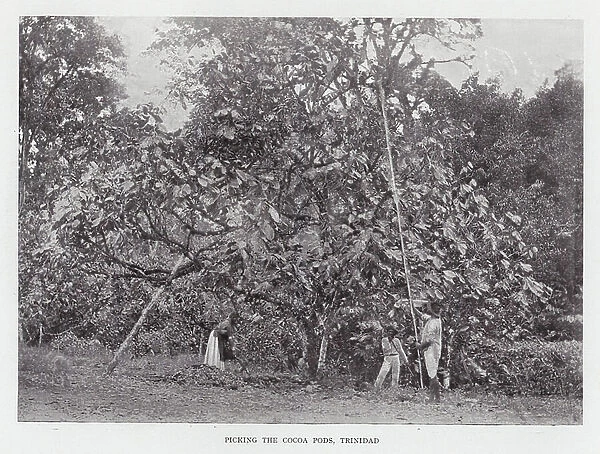 Picking the Cocoa Pods, Trinidad (b / w photo)