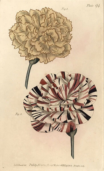 Picotee carnation 1 and scarlet bizard carnation 2. Handcoloured copperplate engraving by F. Sansom of a botanical illustration by Sydenham Edwards for William Curtis Lectures on Botany, as delivered in the Botanic Garden at Lambeth, 1805