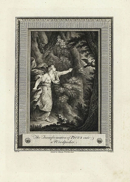 Picus is transformed into a woodpecker by the magician Circe - The transformation of Picus into a woodpecker by the witch Circe. Copperplate engraving by W