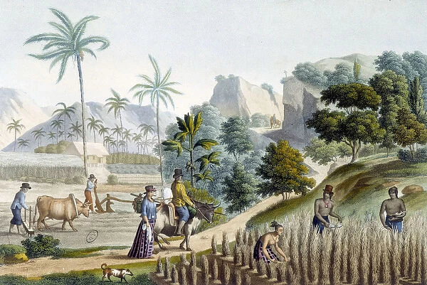 Pilling and planting rice on Guam Island (Micronesia), 19th century