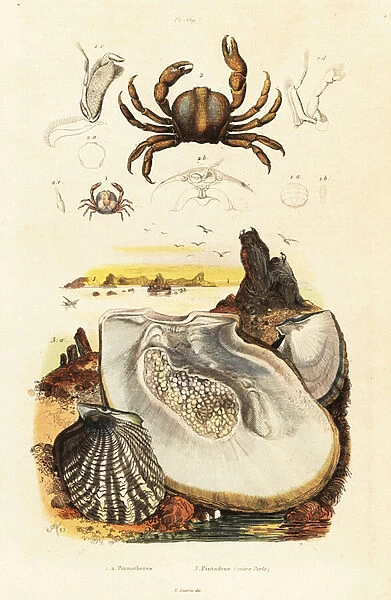 Pin crabs and pearl oyster. 1834-1839 (engraving)