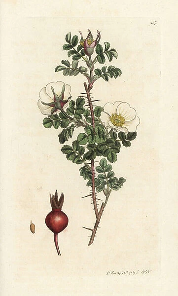 Pink burnet, Rosa spinosissima. Handcoloured copperplate engraving by James Sowerby from James Smiths English Botany, London, 1794
