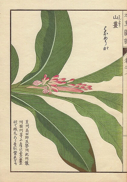 Pink flowers and leaves of Japanese alpinia, Alpinia japonica Miq