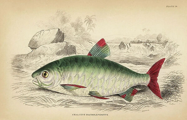 Pink-tailed chalceus, Chalceus macrolepidotus. (Large-scaled chalceus.) Handcoloured steel engraving by W.H. Lizars after an illustration by James Stewart from Robert Schomburg's Fishes of Guiana