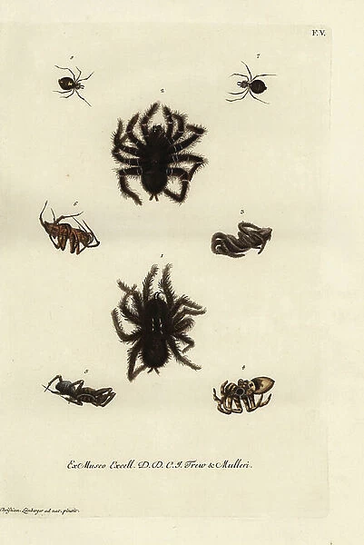 Pinktoe tarantula, Avicularia avicularia 1, 2, Italian species of tarantula wolf spiders, Lycosa tarantula 3-6, venomous spider from Curacao 7, 8. Handcoloured copperplate engraving after an illustration by Christian Leinberger from Georg Wolfgang