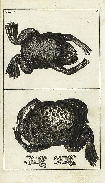 Pipa pipa (Rana pipa) Suriname toad, male and female, carrying tadpoles on their backs until metamorphosis - Strong Water by Gottlieb Tobias Wilhelm (1758-1811), from Encyclopedie of Natural History: Amphibians, 1794