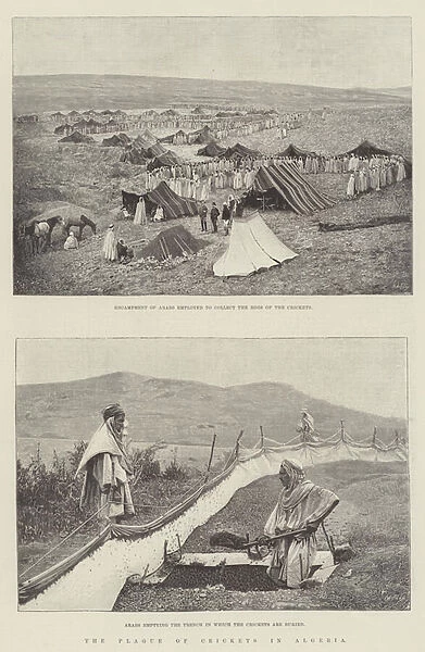 The Plague of Crickets in Algeria (engraving)