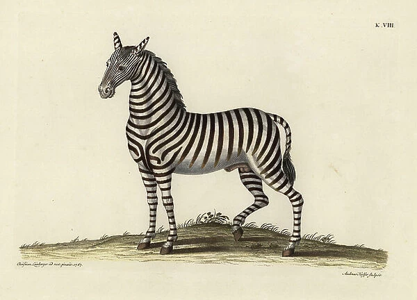 Plains zebra, Equus quagga. African tiger horse, Zebra species. Handcoloured copperplate engraving by Andreas Hoffer after an illustration after nature by Christian Leinberger from Georg Wolfgang Knorr's Deliciae Naturae Selectae of Kabinet van