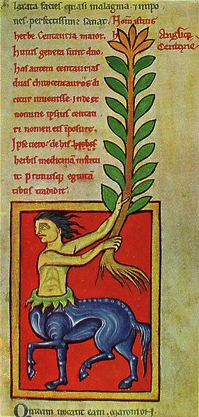 A plant of Centaury from an Anglo-Norman herbal. 13th century (manuscript)