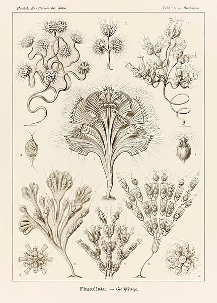 Plate 13 Dinobryon Flagellata from Kunstformen der Natur (Art Forms in Nature) illustrated by Ernst Haeckel (1834-1919)
