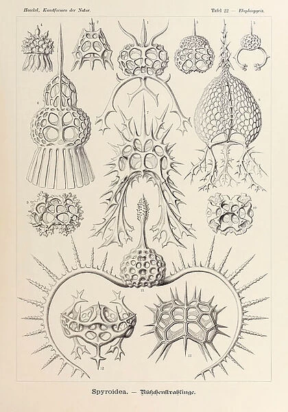 Plate 22 Elaphospyris Spyroidea from Kunstformen der Natur (Art Forms in Nature) illustrated by Ernst Haeckel (1834-1919)