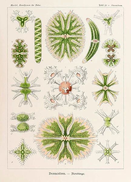 Plate 24 Staurastrum Desmidiea from Kunstformen der Natur (Art Forms in Nature) illustrated by Ernst Haeckel (1834-1919)