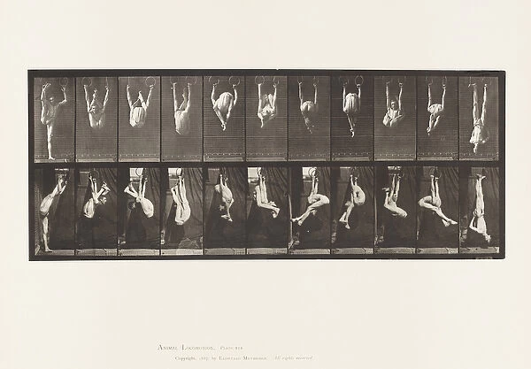 Plate 512. Contortions on Rings, 1872-85 (collotype on paper)