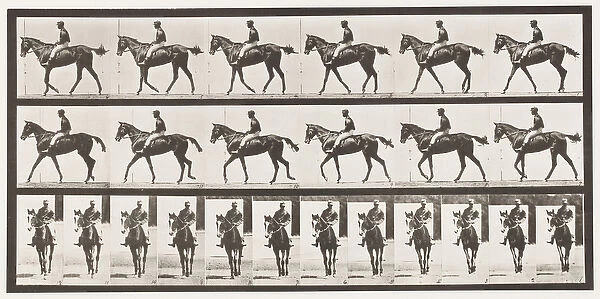 Plate 580. Walking; Saddle; Thoroughbred Bay Mare Annie G. 1885 (collotype on paper)