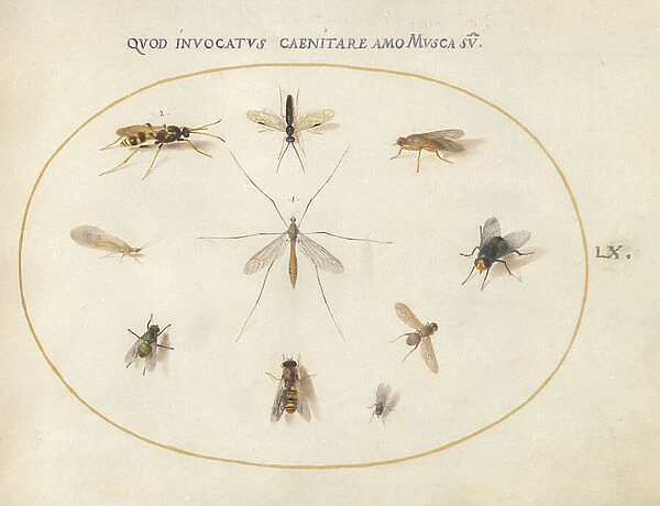 Plate 60: Flies and Other Insects, c.1575 / 80 (w / c, gouache & gold on vellum)