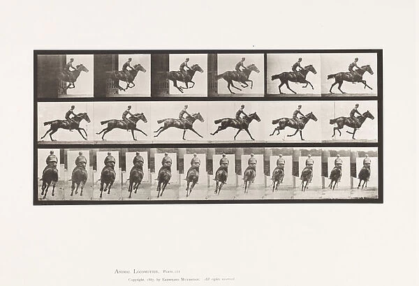 Plate 633. Gallop; Saddle; Thoroughbred Bay Horse Bouquet, 1885 (collotype on paper)