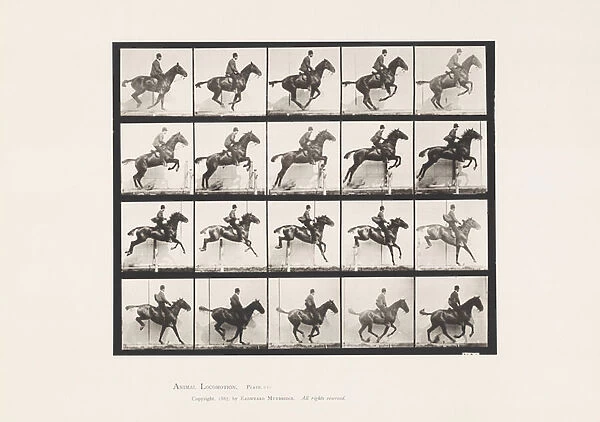 Plate 640. Jumping a Hurdle; Saddle; Bay Horse Daisy, 1885 (collotype on paper)