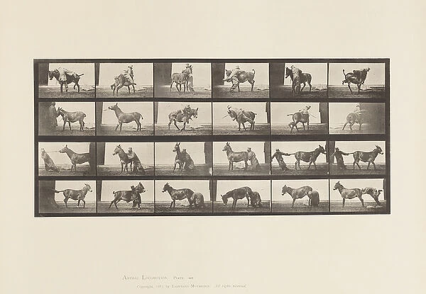 Plate 662. Mule; A, B, A Refractory Animal Denver, 1885 (collotype on paper)