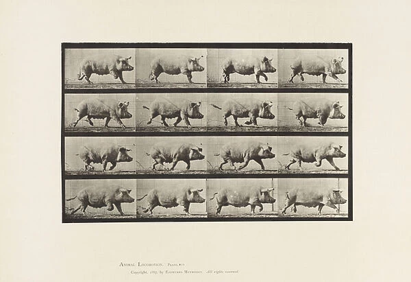 Plate 675. Sow; Trotting, 1885 (collotype on paper)