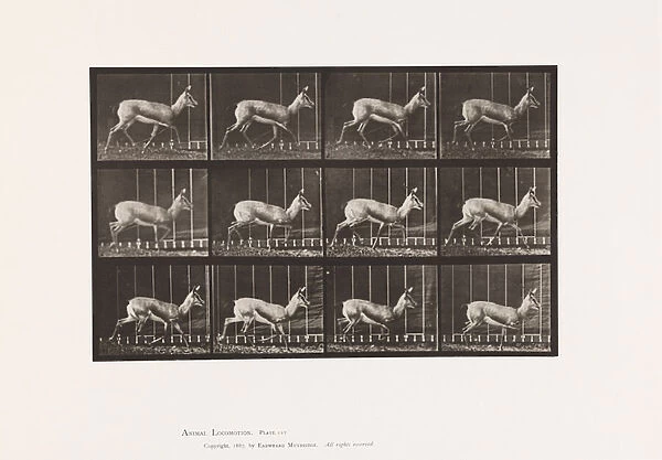 Plate 697. Antelope; Trotting, 1885 (collotype on paper)