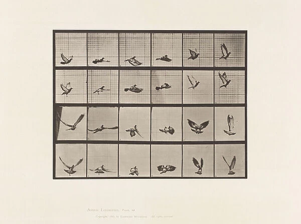 Plate 757. Pigeon; Flying, 1885 (collotype on paper)