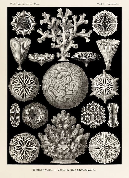 Plate 9 Maeandrina Hexacoralla from Kunstformen der Natur (Art Forms in Nature) illustrated by Ernst Haeckel (1834-1919)