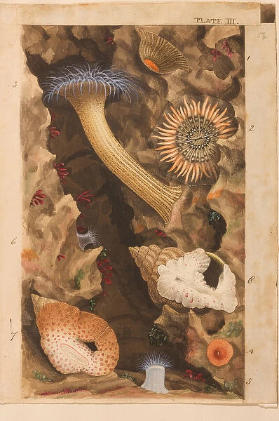 Plate III, study for Actinologia Britannica: A History of the British Sea Anemones