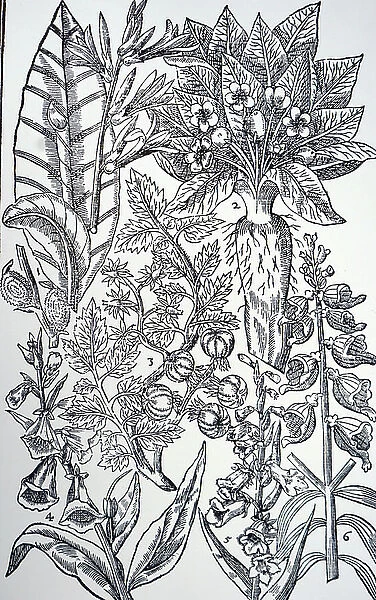 Plate showing Mandrake and Foxgloves from John Parkinson's Paradisi in Sole Paradisus Terrestris