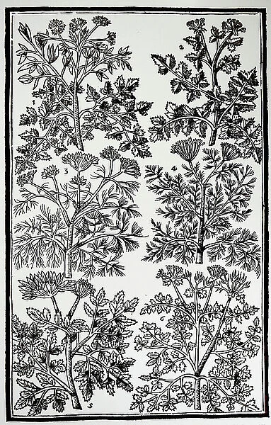 Plate showing various herbs from John Parkinson's Paradisi in Sole Paradisus Terrestris