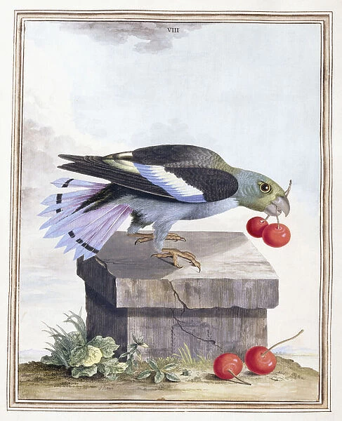 Plate VIII (bird with cherries), 1776 (hand-coloured engraving)