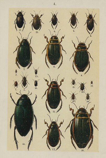 Plate from The Young Beetle-Collectors Handbook (chromolitho)