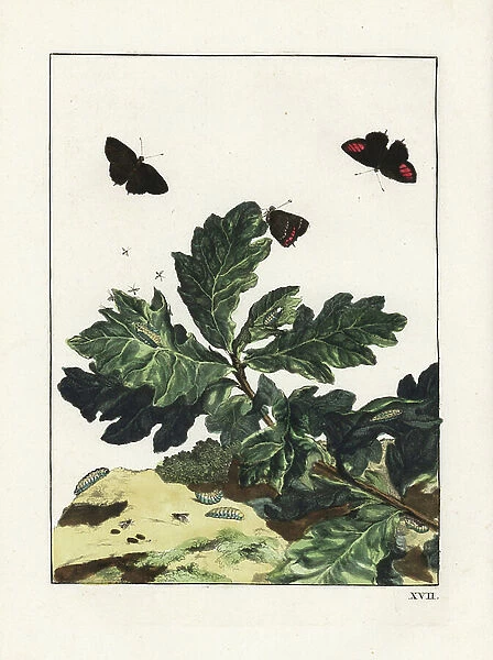 Plum tree thecle on an oak branch - Black hairstreak butterfly, Satyrium pruni, on oak leaves. Handcoloured copperplate engraving drawn and etched by Jacob l'Admiral in Naauwkeurige Waarneemingen omtrent de veranderingen van veele Insekten
