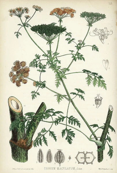 Poison hemlock, Conium maculatum. Handcoloured lithograph by Hanhart after a botanical illustration by David Blair from Robert Bentley and Henry Trimen's Medicinal Plants, London, 1880