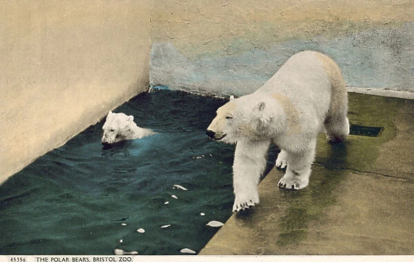 Polar bears, Bristol Zoo (photo)