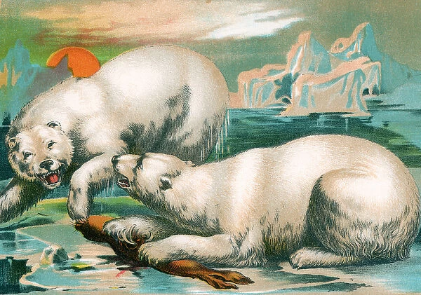 Two Polar Bears Fighting over Seal, 1884 (chromolitho)
