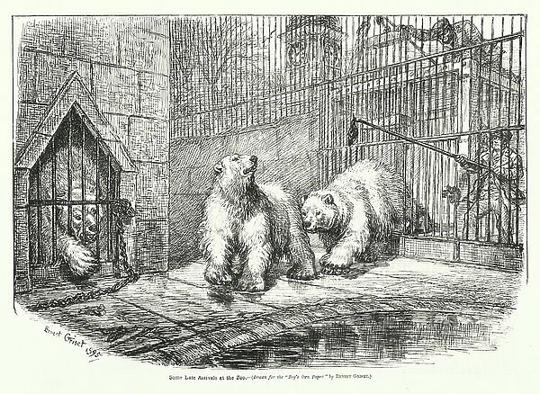 Polar bears at London Zoo (engraving)