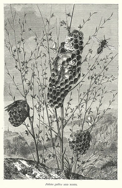 Polistes gallica and Nests (engraving)