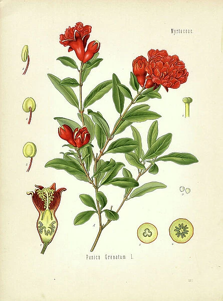 Pomegranate (colour litho)
