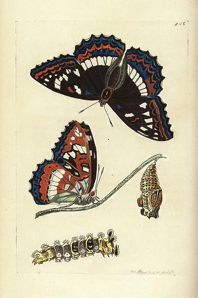 Poplar admiral butterfly, Limenitis populi (Poplar butterfly, Papilio populi). Illustration drawn and engraved by Richard Polydore Nodder. Handcoloured copperplate engraving from George Shaw and Frederick Nodder's The Naturalist's Miscellany