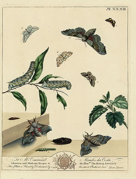 Poplar hawk-moth, Laothoe populi, small magpie likeness moth, Margaritia verticalis, grey scalloped bar moth, Dyscia fagaria, shaded broad bar, Scotopteryx chenopodiata