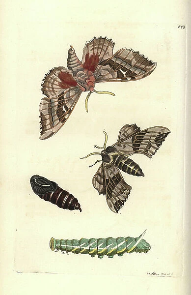 Poplar hawk-moth, Laothoe populi (Poplar sphinx, Sphinx populi), moth, caterpillar, pupa. Illustration drawn and engraved by Richard Polydore Nodder. Handcoloured copperplate engraving from George Shaw