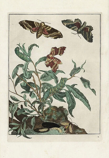 Poplar sphinx - Poplar hawk-moth, Laothoe populi moth and larva. Handcoloured copperplate engraving drawn and etched by Jacob l'Admiral in Naauwkeurige Waarneemingen omtrent de veranderingen van veele Insekten