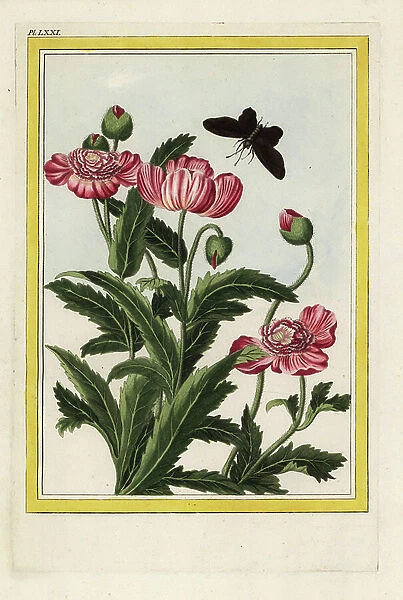 The Poppy has double flowers. Oriental poppy, Papaver Oriental. Handcoloured etching from Pierre Joseph Buchoz Precious and illuminated collection of the most beautiful and curious flowers, grown both in the gardens of China and in those of Europe