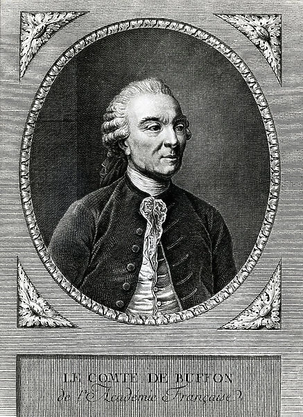 Portrait of Buffon (1707 - 1788), French naturalist and writer - Engraving of the 19th century