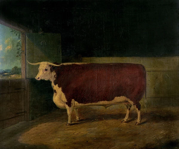 Portrait of a Prize Hereford Steer, 1874