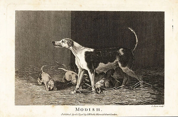 Portrait of the racing dog Modish, sired by Trickster out of Midnight