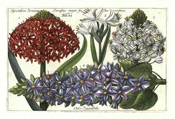 Portuguese squill, Scilla peruviana 1, 2, sea daffodil, Pancratium maritimum 3 and pyramidal bugle, Ajuga pyramidalis 4. (Hyancinthus peruanus, Narcissus major seu Pancratium)