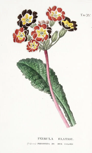 Primula Elatior, Plate XV, from L Antotrofia Ossia La Coltivazione De