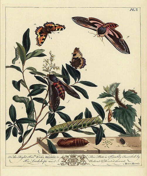 Privet hawkmoth, Sphinx ligustri, and small tortoiseshell butterfly, Aglais urticae. Handcoloured lithograph after an illustration by Moses Harris from 'The Aurelian; a Natural History of English Moths and Butterflies, ' new edition edited by J. O